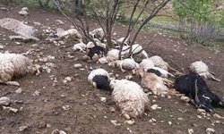 134 گوسفند طعمه گرگ‌ها شدند