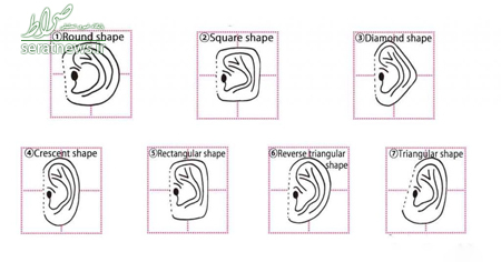 شخصیت شناسی از روی فرم گوش! +عکس