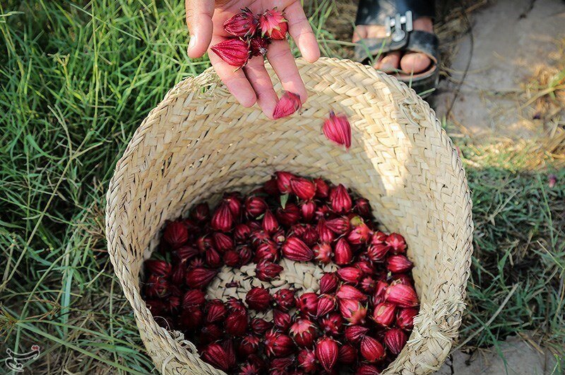 تصاویر/ برداشت چای ترش از زمین‌های سیل‌زده خوزستان