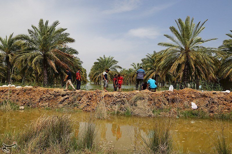 تصاویر/ برداشت چای ترش از زمین‌های سیل‌زده خوزستان