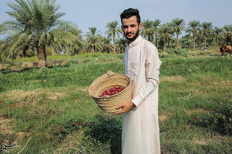 تصاویر/ برداشت چای ترش از زمین‌های سیل‌زده خوزستان