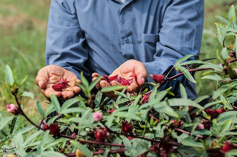 تصاویر/ برداشت چای ترش از زمین‌های سیل‌زده خوزستان