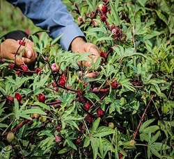 تصاویر/ بازدید رییس بنیاد مستضعفان از بازسازی پلاسکو