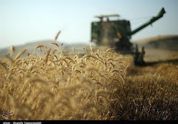 واردات گندم فعلاً متوقف شد