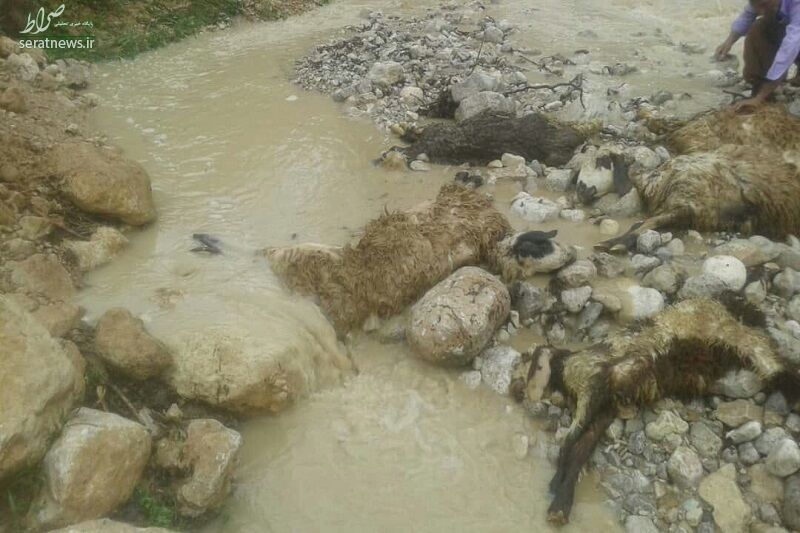 تلف شدن ۱۰۰ گوسفند در سیل دیروز لرستان +عکس