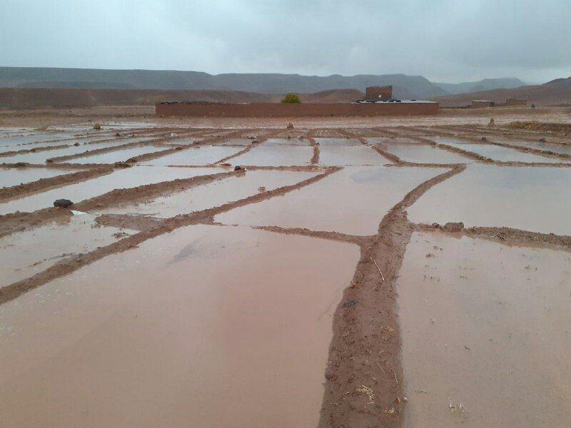عکس/ مزارع زعفران تربت جام پس از بارش شدید باران