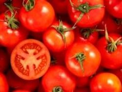 قیمت گوجه یکماهه ۵۵.۵ درصد افزایش یافت