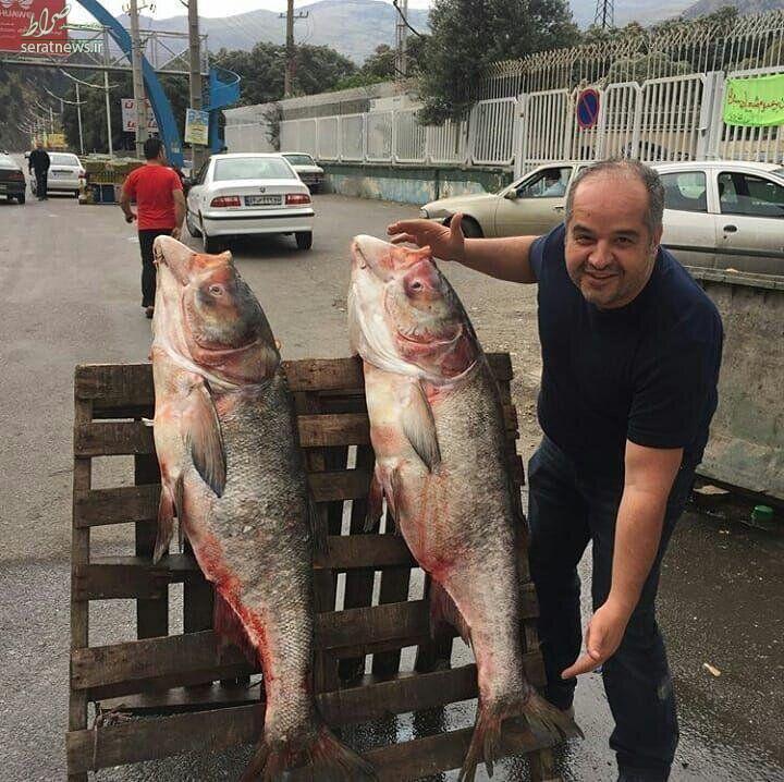 عکس/ ماهی های ۴۰ کیلویی صید شده از سفیدرود در گیلان