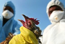 آنفلوآنزای فوق حاد پرندگان به واحد‌های صنعتی رسید