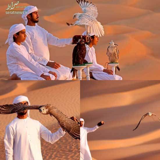 عکس/ تربیت پرندگان شکاری در صحرای امارات