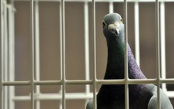 واکنش مقامات استرالیا به ورود غیرقانونی یک کبوتر از آمریکا