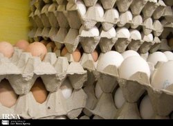 خطر حذف تخم مرغ از سبد خانوار