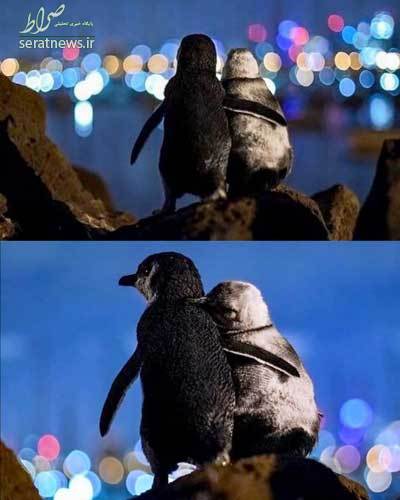 تصاویری از عاشقانه زوج پنگوئن
