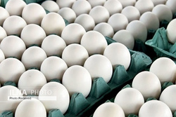 تعیین قیمت مصوب برای تخم مرغ بسته‌بندی شده