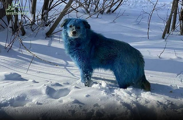 آبی شدن چند سگ در روسیه!+عکس