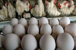 اتحادیه مرغداران: قیمت هر تخم مرغ ۱۲۰۰ تومان است