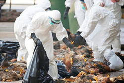 اتحادیه مرغداران: آنفلوآنزای پرندگان به طور گسترده شیوع پیدا کرده
