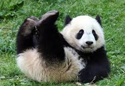 فیلم/ بچه پاندای مهربان و چسبیده