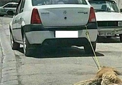 دستگیری عامل حیوان آزاری سگ با خودرو در فردیس