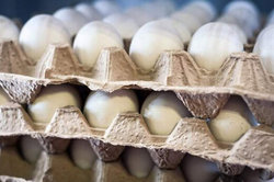 وزارت بهداشت: این نوع تخم‌مرغ‌ها در معرض کرونا هستند