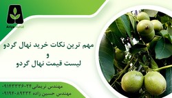 نکات خرید نهال گردو و (لیست قیمت در اسفند ۱۳۹۹)