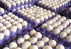 کاهش ۳ هزار تومانی قیمت هر شانه تخم مرغ
