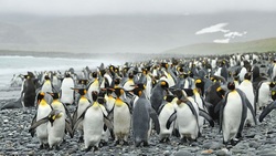 پنگوئن زرد رنگی که باعت تحیر جهانیان شد+عکس