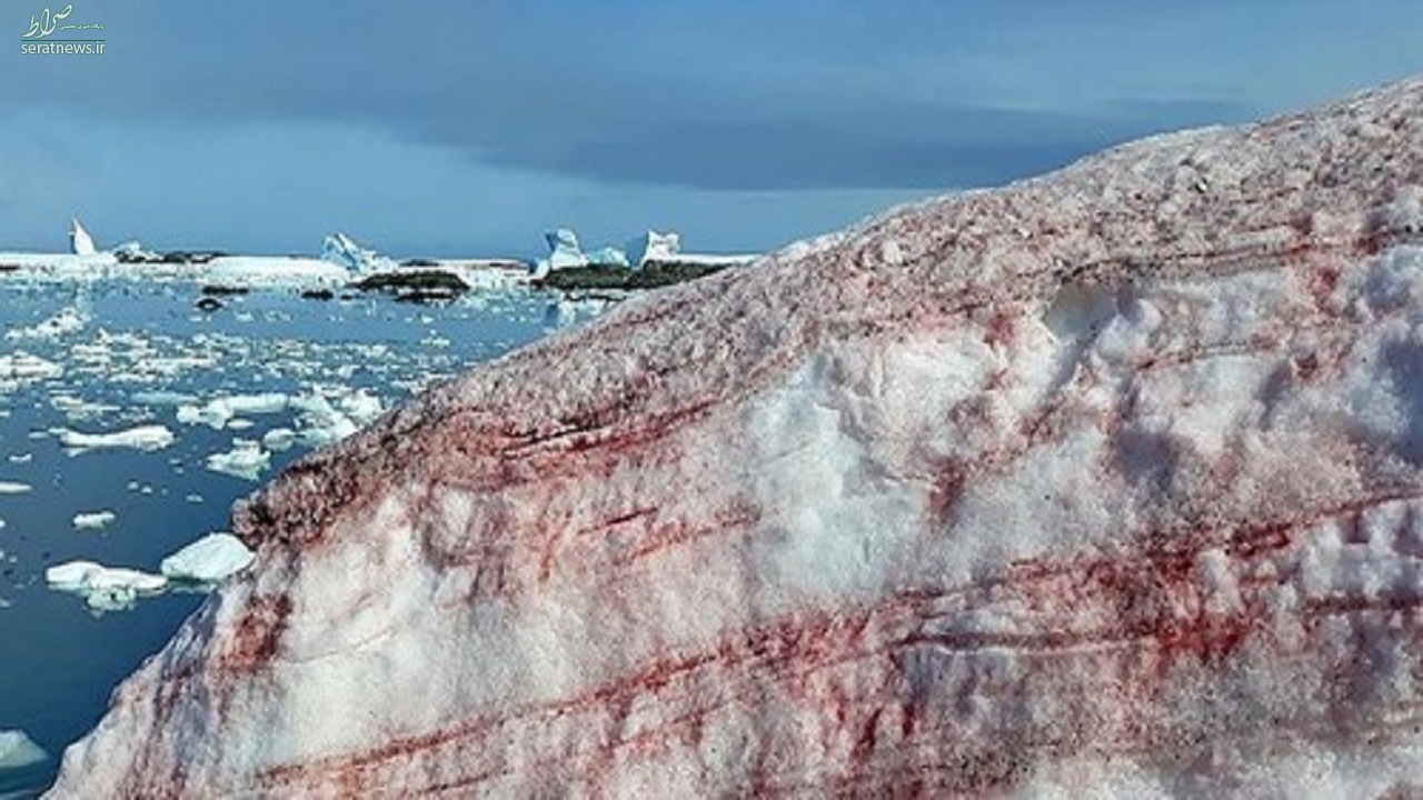 برف صورتی در قطب جنوب + تصاویر