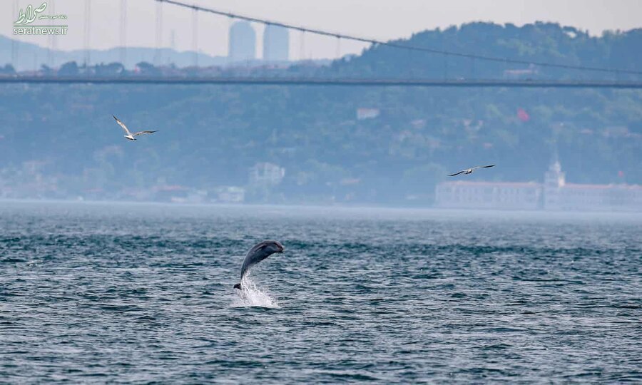 عکس/ دلفین در استانبول