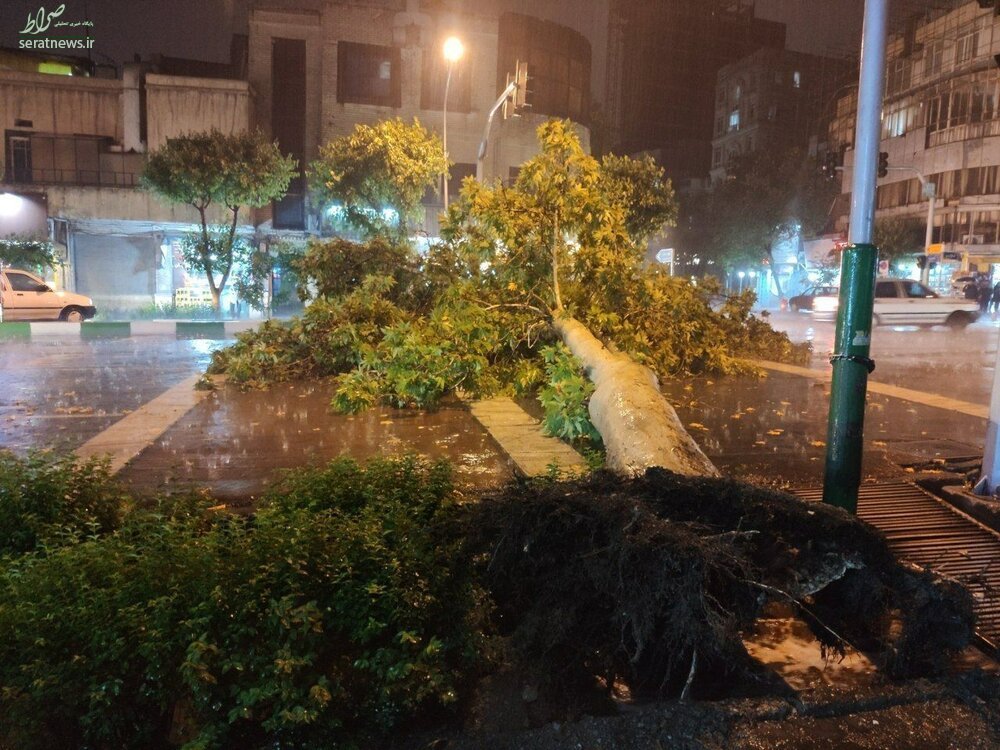 عکس/ سقوط درخت بر اثر توفان شدید امشب در تهران