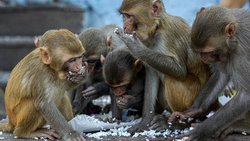 میمون‌ها در هند نمونه خون بیماران مبتلا به کرونا را دزدیدند
