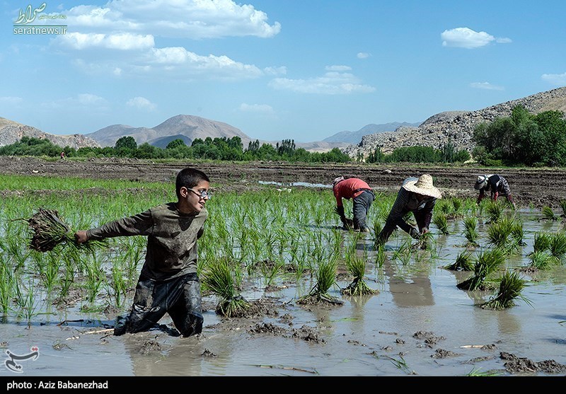تصاویر/ کاشت نشاء برنج در بیرانشهر خرم آباد