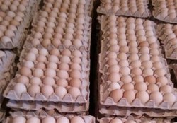 قیمت‌گذاری تخم مرغ توسط ستاد تنظیم بازار/ هر شانه ۱۹ هزار و ۸۰۰ تومان