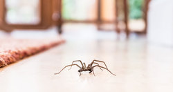 کشتن عنکبوت در خانه ممنوع!
