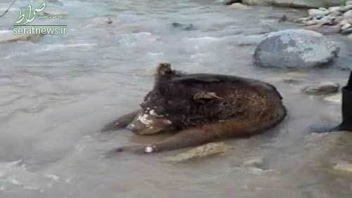 عکس/ کشف لاشه یک قلاده خرس قهوه‌ای در کیاسر