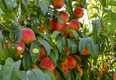 تصاویر/ برداشت هلو خنداب