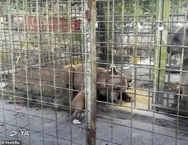 سلفی مرگبار پسر نوجوان با خرس‌ها در باغ وحش! +عکس
