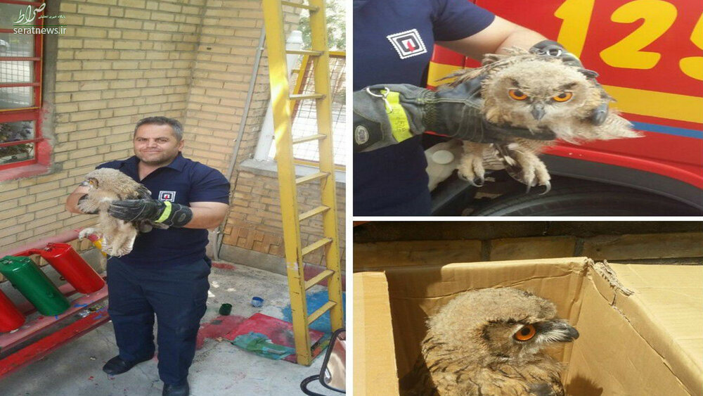 جغد بازیگوش مهمان ناخوانده یک خانواده مهابادی شد+عکس جغد بازیگوش مهمان ناخوانده یک خانواده مهابادی شد+عکس