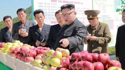 لاک‌پشت بخورید! / راهکار ویژه رهبر کره شمالی برای جبران کمبود مواد غذایی