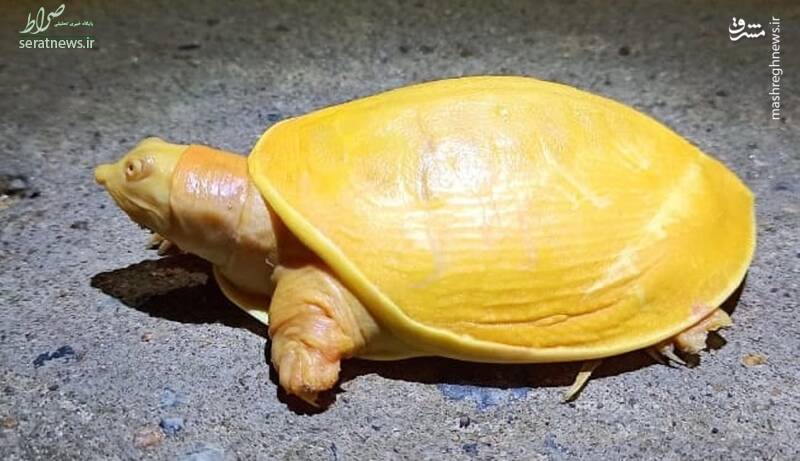 عکس/ پیداشدن لاک‌پشت زردرنگ کمیاب
