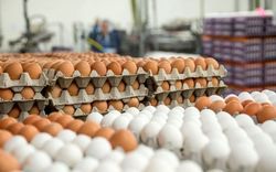 منتظر ارزان شدن تخم مرغ در بازار باشید