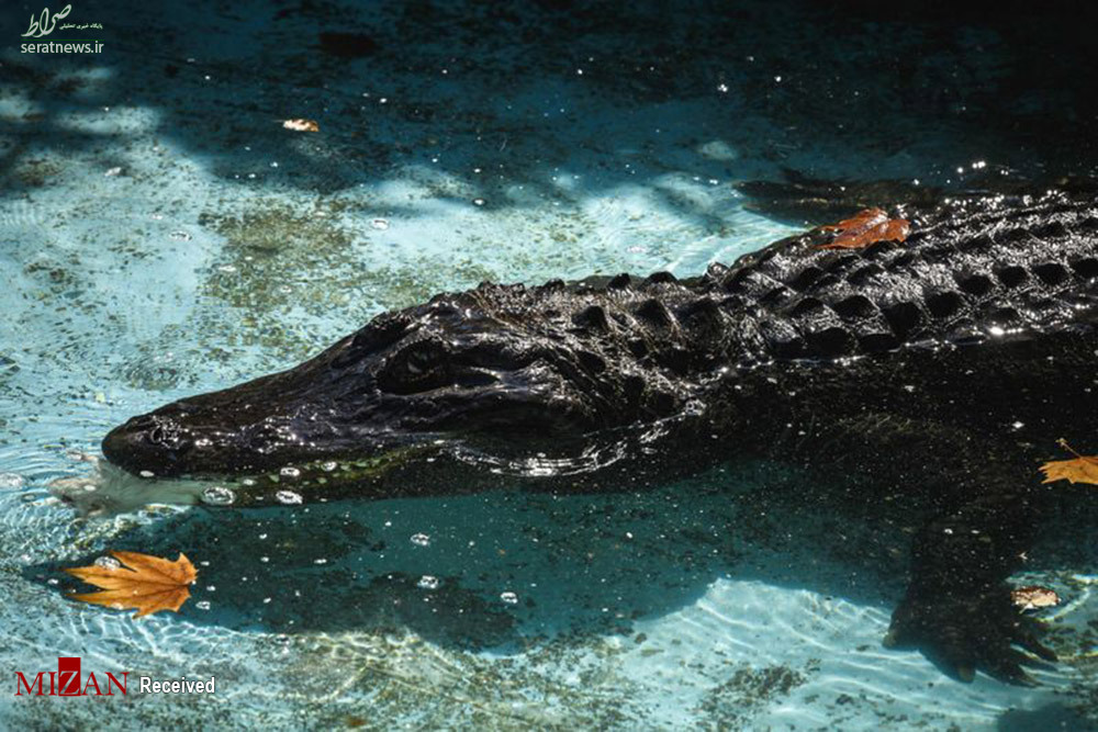 عکس/ موجا - پیرترین تمساح دنیا