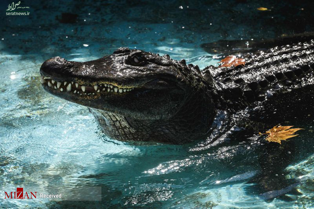 عکس/ موجا - پیرترین تمساح دنیا