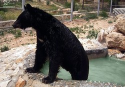 رامبو، خرس سیاه باغ وحش شیراز تلف شد+ عکس