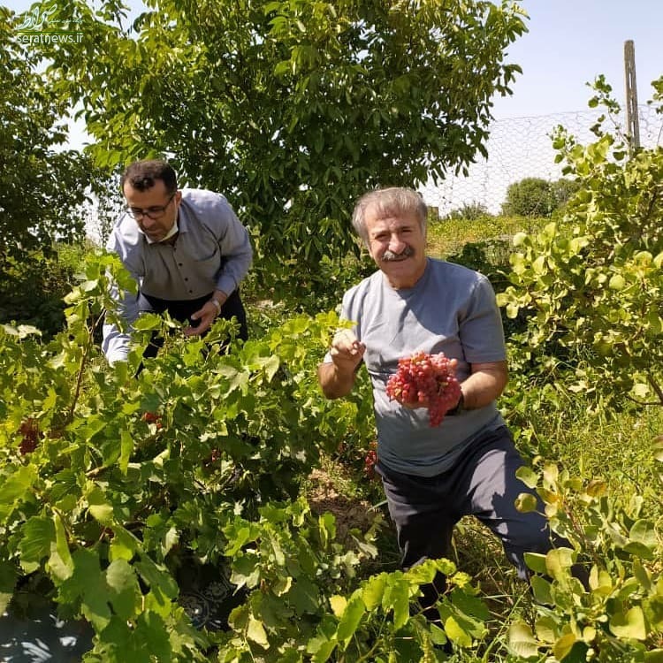 عکس/ «مهران رجبی» در حال برداشت انگور