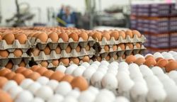 قیمت تخم مرغ بالاخره چقدر است؟