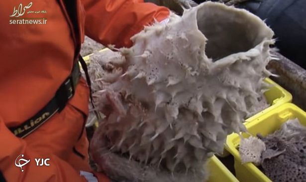 پیداشدن چند موجود عجیب الخلقه در قطب جنوب!