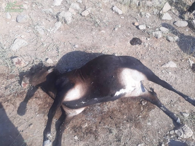 مرگ مشکوک گاو‌ها در حاشیه رودخانه کارون در ایذه+عکس