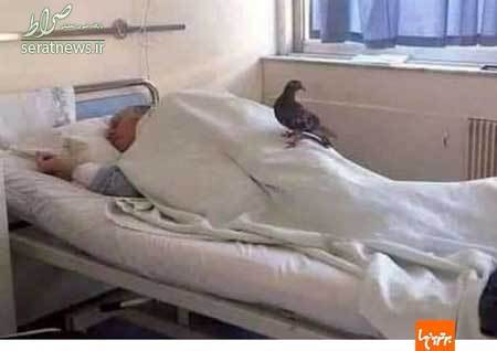 داستان متاثرکننده کبوتر باوفا و پیرمرد بیمار+عکس داستان متاثرکننده کبوتر باوفا و پیرمرد بیمار+عکس