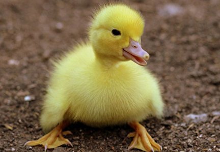 فیلم/ ترسناک‌ترین جوجه اردک جهان